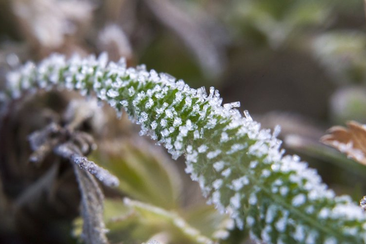 A hét közepéig maradnak a fagyos hajnalok, majd visszatér a tavaszias idő