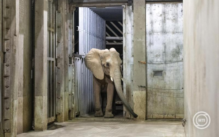 Újabb afrikai elefánt érkezett a Nyíregyházi Állatparkba